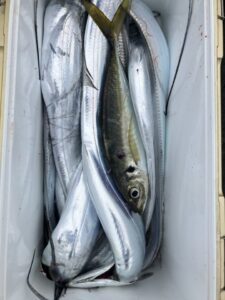 6月28日タチウオテンヤ